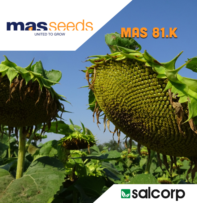 LIDEA ES OASIS CLP